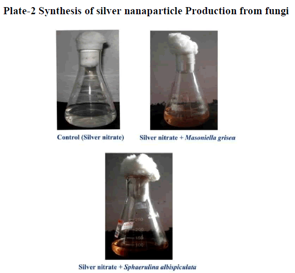 european-journal-of-experimental-biology-silver-nanaparticle