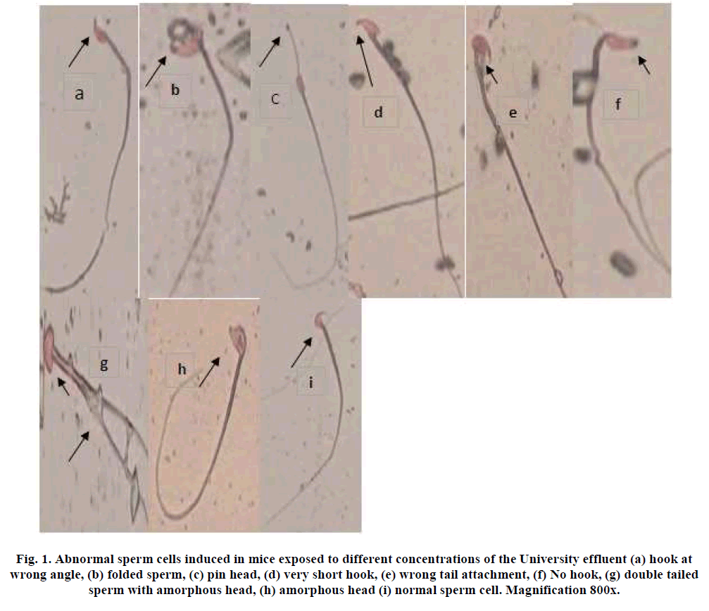 european-journal-of-experimental-biology-sperm-cells