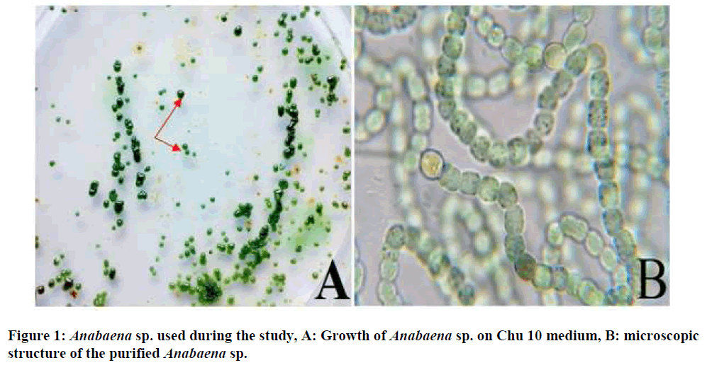 european-journal-of-experimental-biology-structure-purified