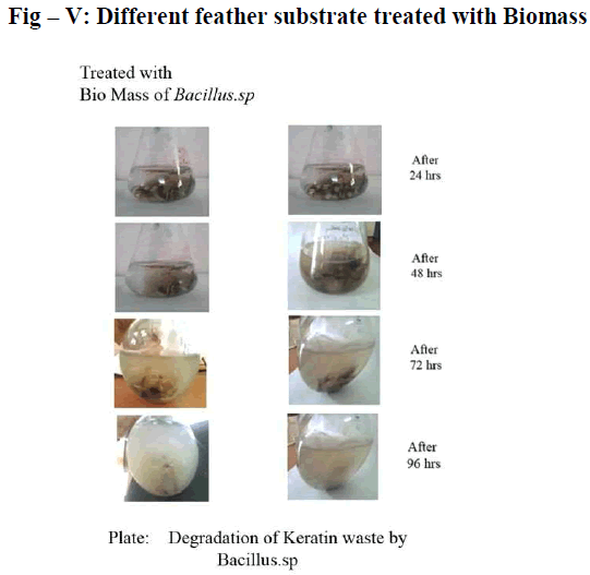 european-journal-of-experimental-biology-substrate-treated