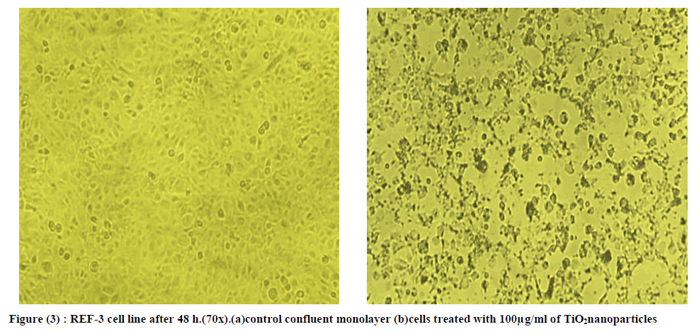 european-journal-of-experimental-confluent-monolayer