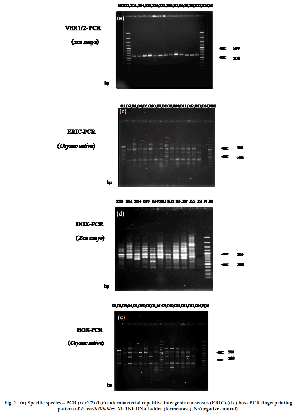 european-journal-of-experimental-enterobacterial