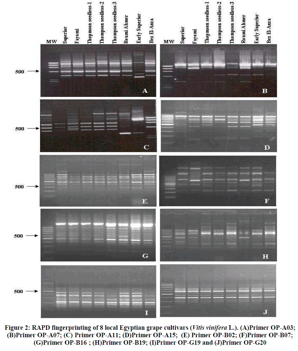 european-journal-of-experimental-grape-cultivars