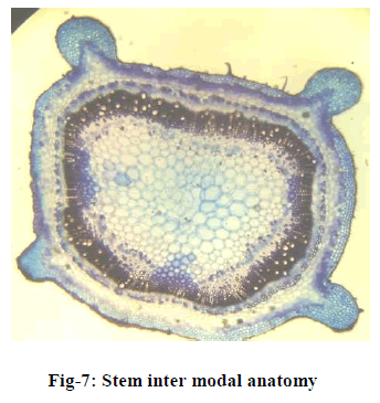 european-journal-of-experimental-modal-anatomy