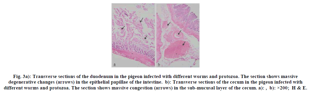 european-journal-of-experimental-pigeon-infected