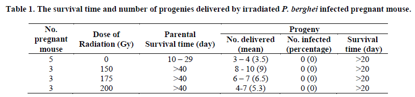 european-journal-of-experimental-pregnant-mouse