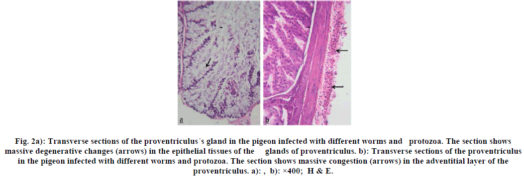 european-journal-of-experimental-proventriculus