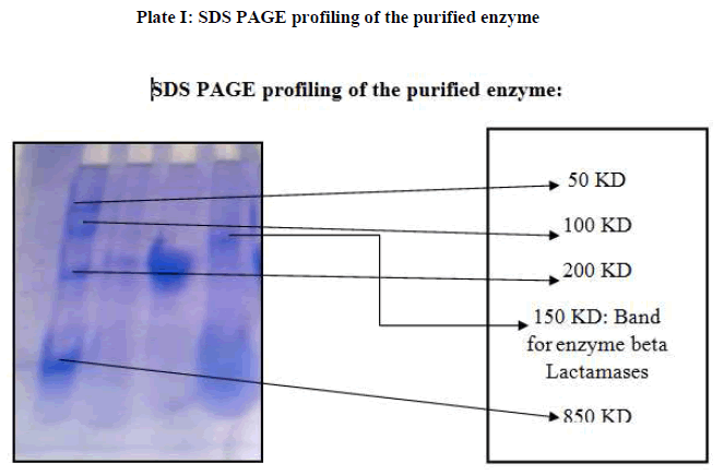 european-journal-of-experimental-purified-enzyme
