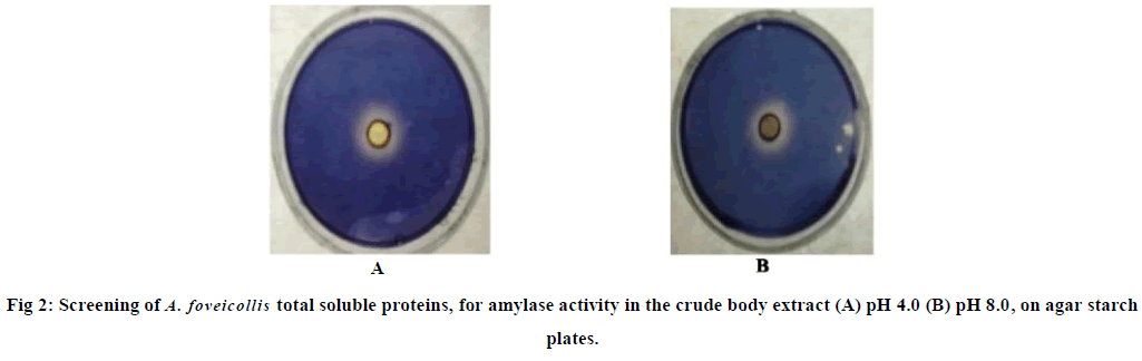 european-journal-of-experimental-soluble-proteins