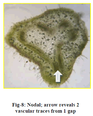 european-journal-of-experimental-vascular-traces