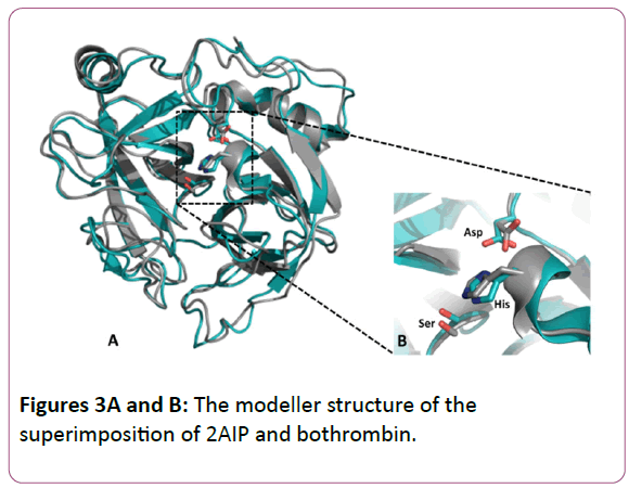 experimental-biology-2AIP-bothrombin