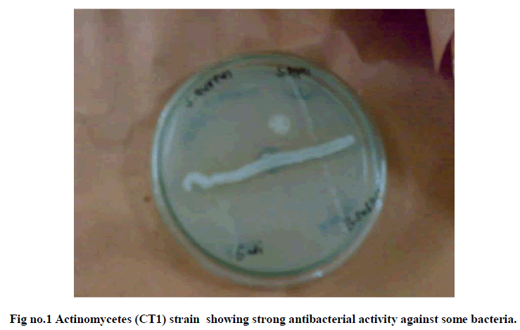 experimental-biology-Actinomycetes-strain