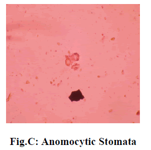 experimental-biology-Anomocytic-Stomata