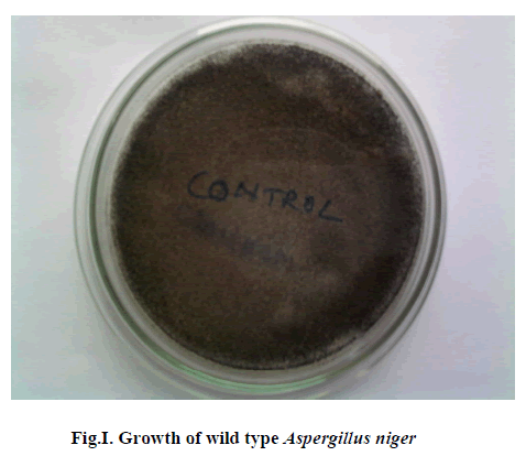 experimental-biology-Aspergillus-niger