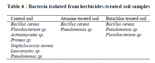 experimental-biology-Bacteria-isolated