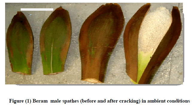 experimental-biology-Beram-male-spathes