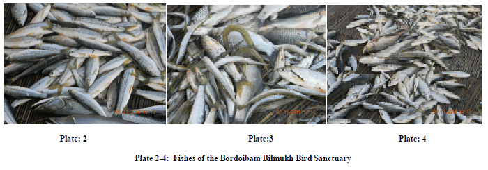 experimental-biology-Bilmukh-Bird-Sanctuary