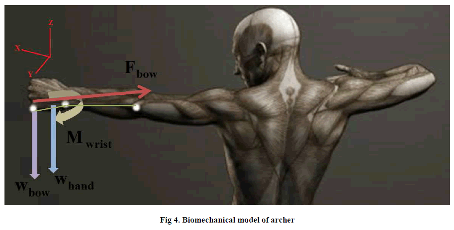 experimental-biology-Biomechanical-model