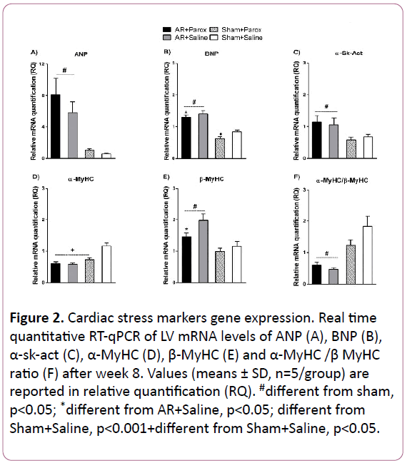 experimental-biology-Cardiac-stress