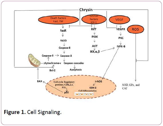 experimental-biology-Cell-Signaling