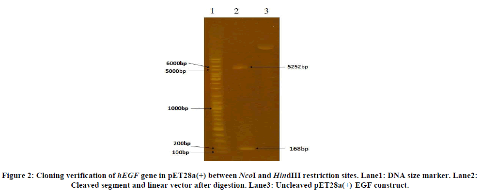 experimental-biology-Cleaved-segment