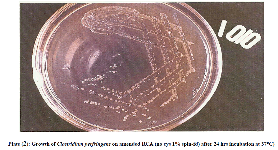 experimental-biology-Clostridium-perfringens