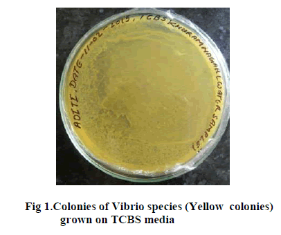 experimental-biology-Colonies-Vibrio-species