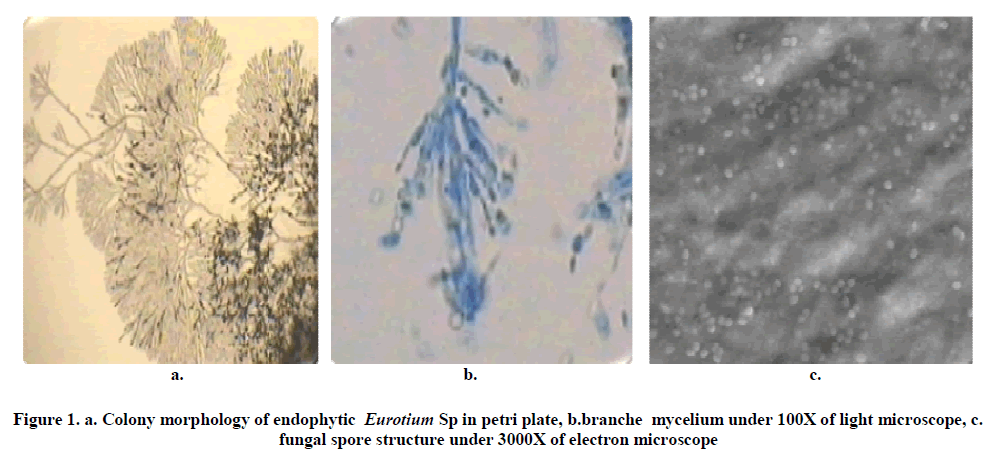 experimental-biology-Colony-morphology-endophytic