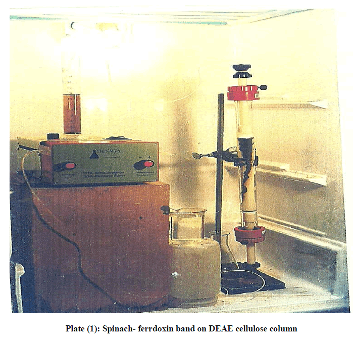 experimental-biology-DEAE-cellulose-column