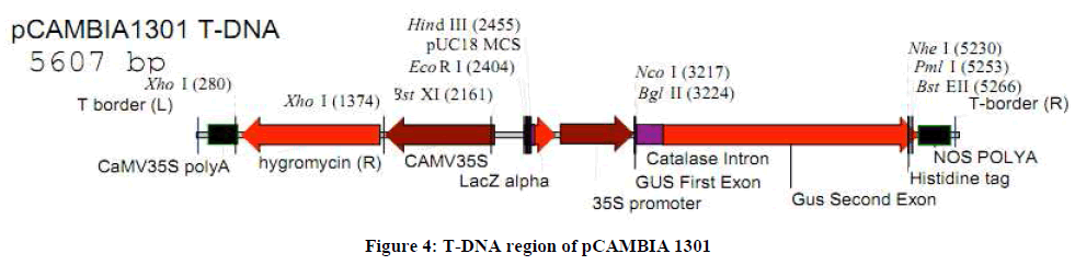 experimental-biology-DNA-region-pCAMBIA