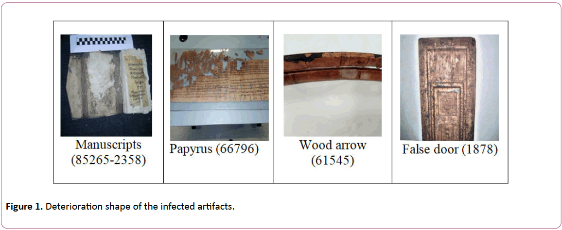 experimental-biology-Deterioration-shape