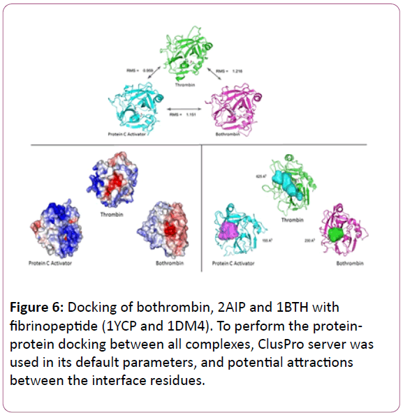 experimental-biology-Docking-bothrombin