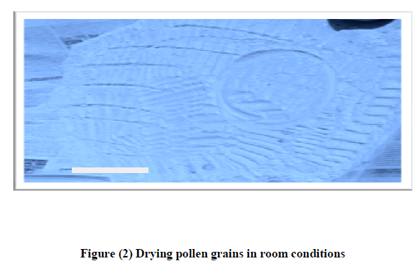 experimental-biology-Drying-pollen-grains
