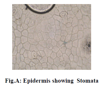 experimental-biology-Epidermis-showing