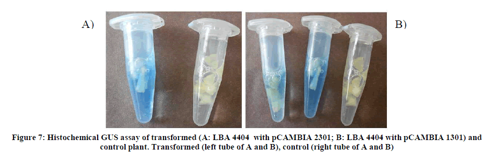 experimental-biology-GUS-assay-transformed