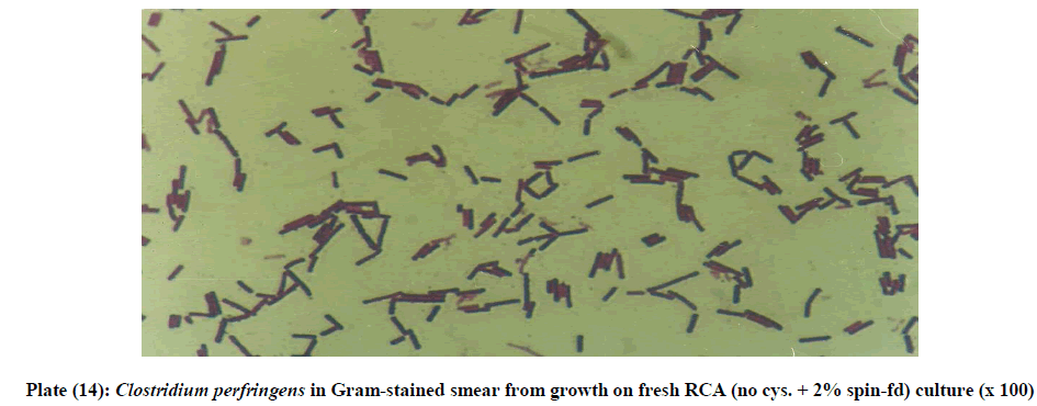 experimental-biology-Gram-stained-smear