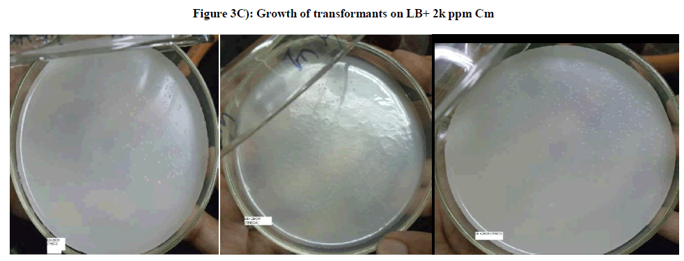 experimental-biology-Growth-transformants