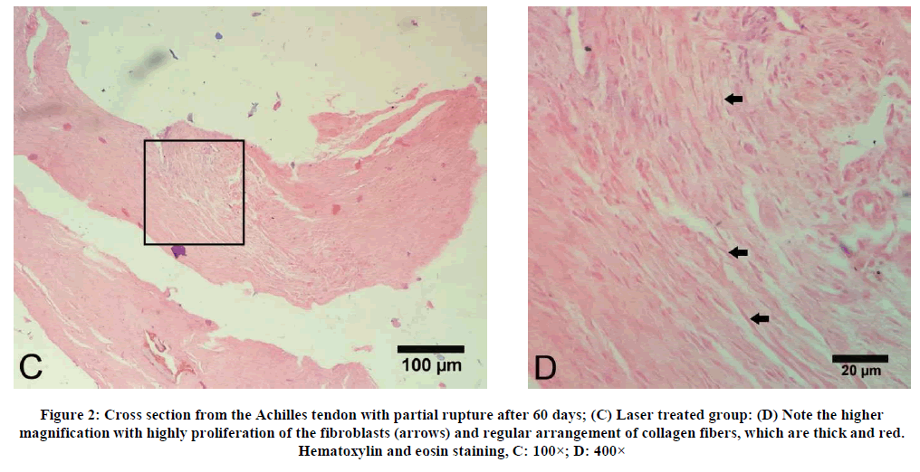 experimental-biology-Hematoxylin-eosin-staining