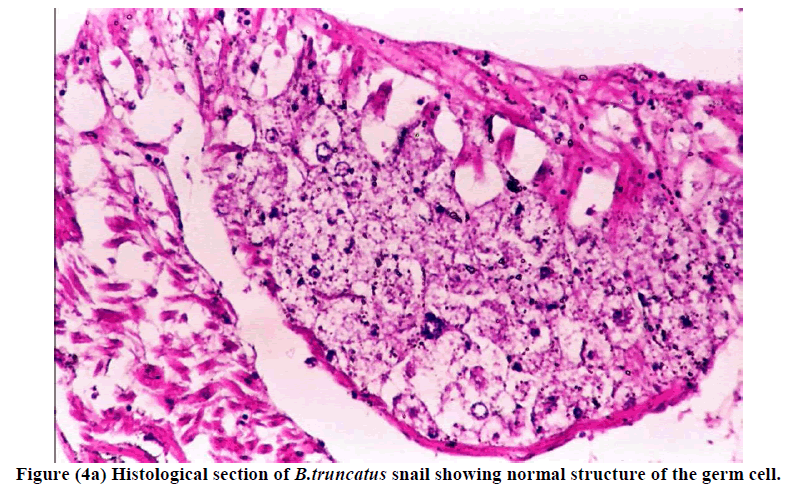 experimental-biology-Histological-section