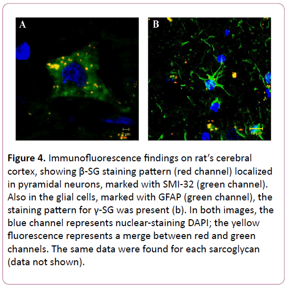 experimental-biology-Immunofluorescence