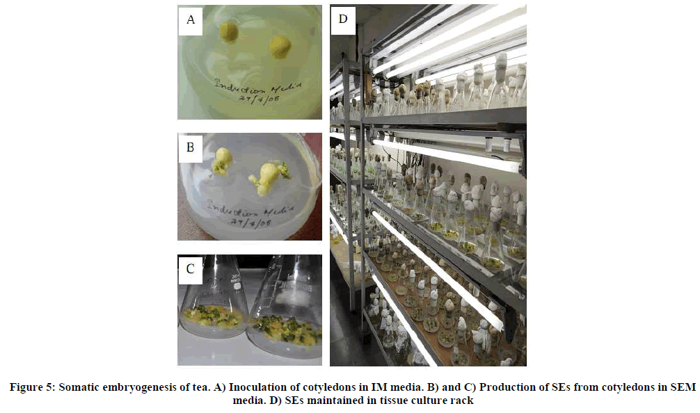 experimental-biology-Inoculation-cotyledons