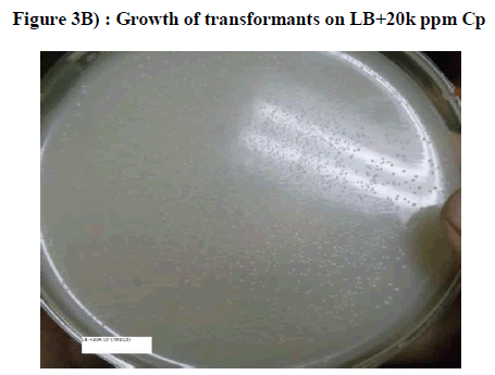 experimental-biology-LB-20k-ppm-Cp