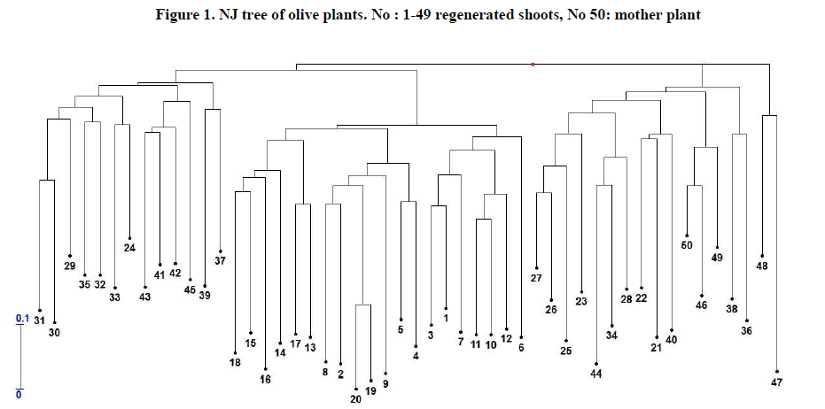 experimental-biology-NJ-tree-olive-plants