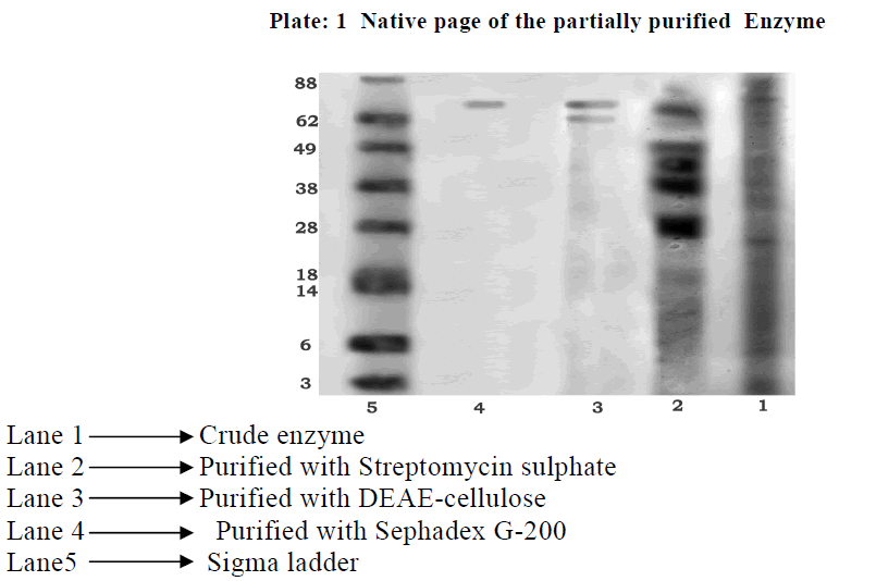 experimental-biology-Native-page