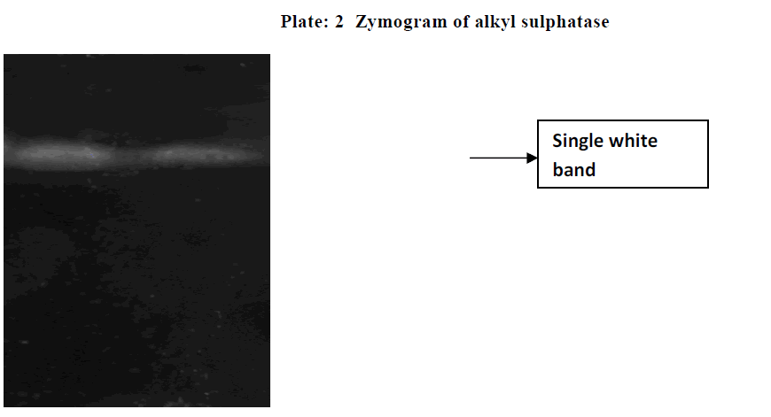 experimental-biology-Native-page