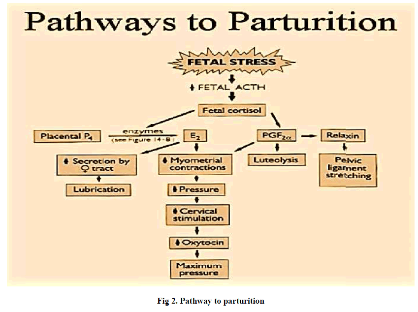 experimental-biology-Pathway-parturition