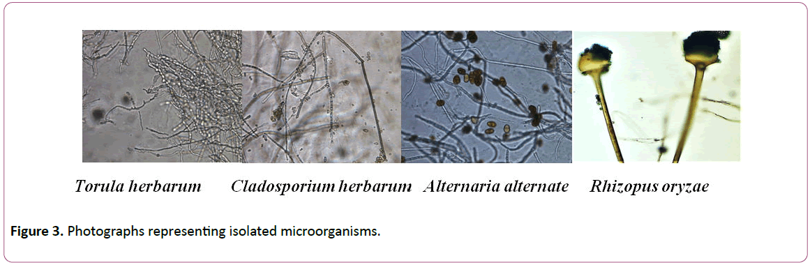 experimental-biology-Photographs-representing