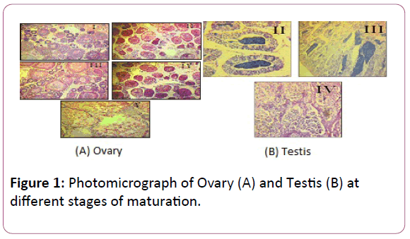 experimental-biology-Photomicrograph-Ovary