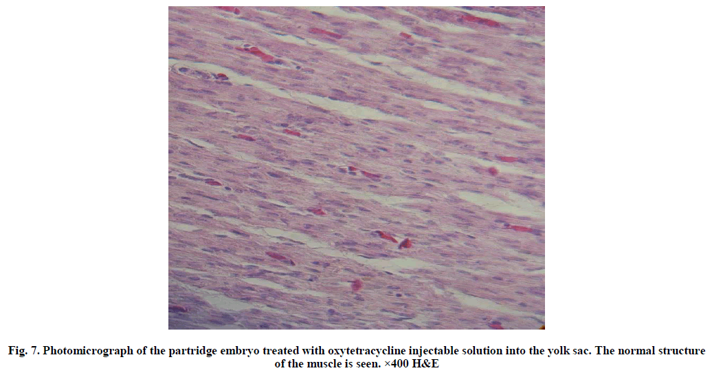 experimental-biology-Photomicrograph-partridge