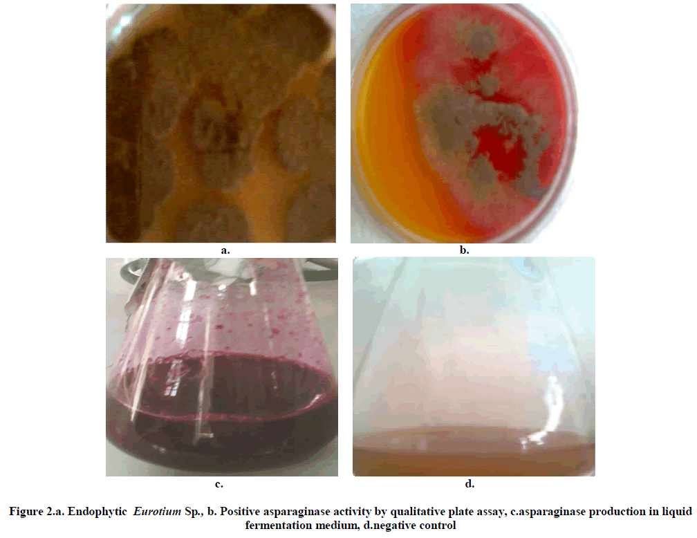 experimental-biology-Positive-asparaginase-activity